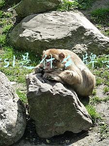 ysl是什么牌子