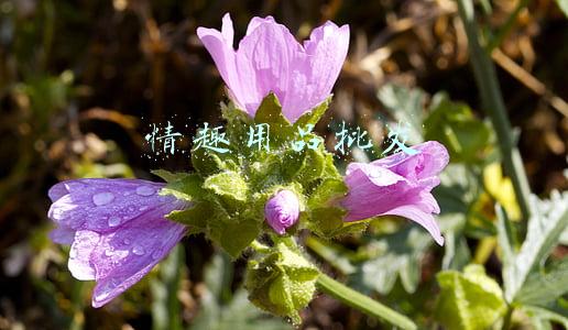 情趣用品批发