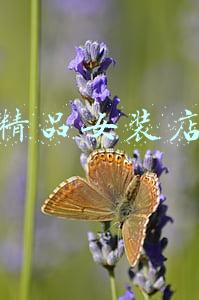 花瓣雨精品女装店(景区回应女子摇晃樱花树制造“花瓣雨”：保安会加强巡逻并制止)