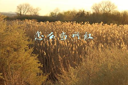 怎么当网红怎么推广自己(怎么样成为网红？（九）)
