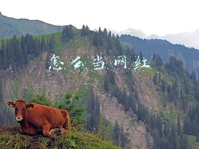 怎么当网红