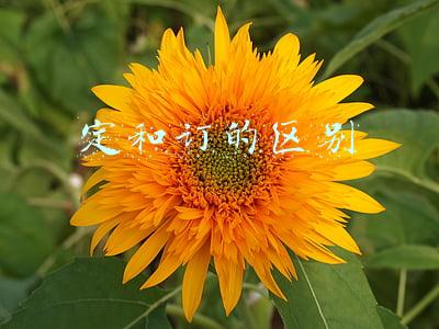 定和订的区别