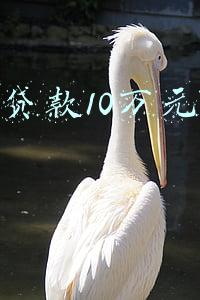 创业贷款10万元内免息