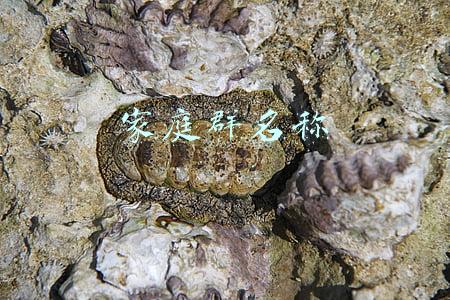 符号(王者荣耀名字特殊符号有哪些 取名特殊符号大全)