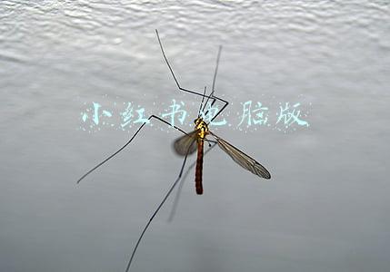 小红书电脑版