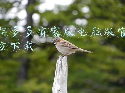 拼多多商家版电脑版官方下载