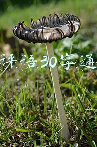 好评语30字通用