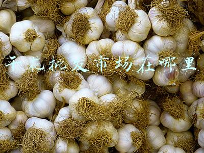 干花批发市场在哪里
