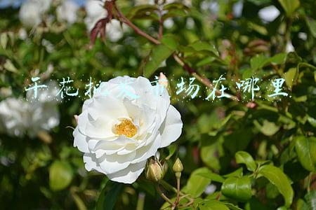 干花批发市场在哪里