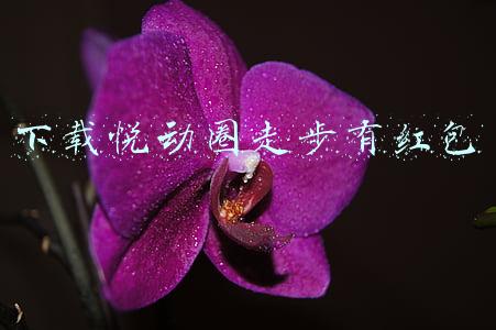 下载悦动圈走步有红包