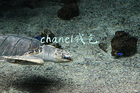 chanel钱包