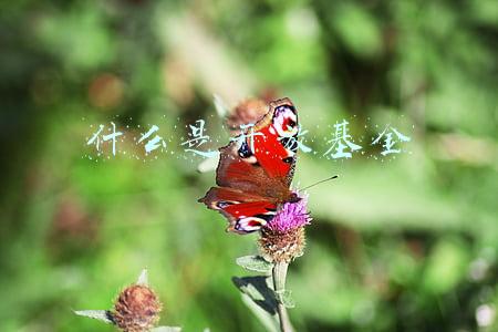 什么是开放基金和场内基金(都可以在场内交易，ETF和LOF到底有哪些不同？)