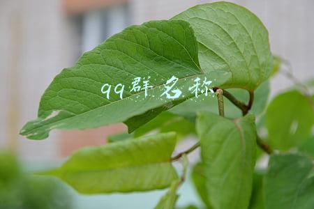 qq群名称