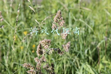 游戏代理商