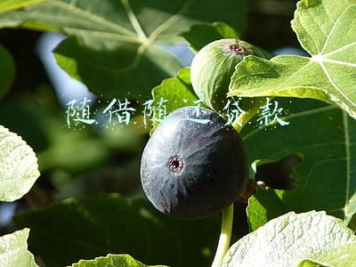 随借随还贷款
