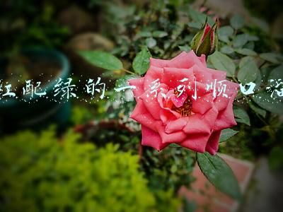 红配绿的一系列顺口溜