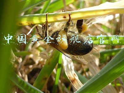 中国黄金旗舰店官网