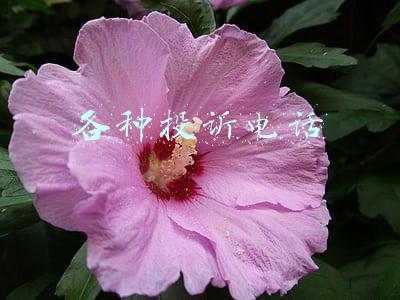 各种投诉电话