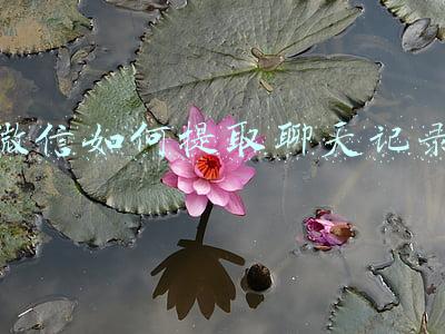 微信如何提取聊天记录作证据(微信聊天记录如何成为有效证据？一文讲清)