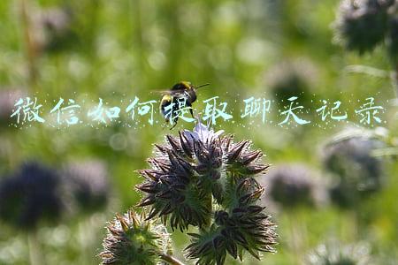 微信如何提取聊天记录