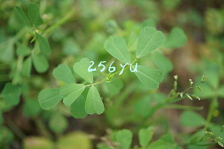 256yu