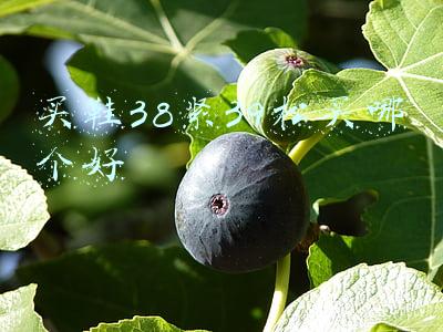 鞋38和39差多少(北京冬奥会越野滑雪成绩公报)