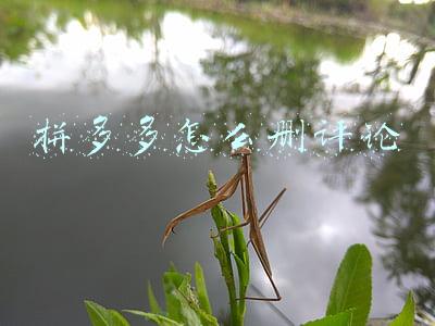 拼多多怎么删评论