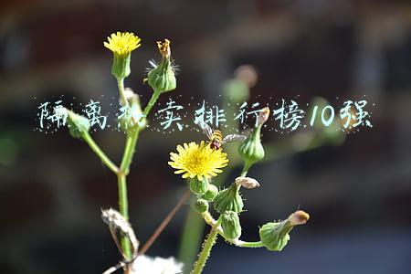 隔离热卖排行榜10强