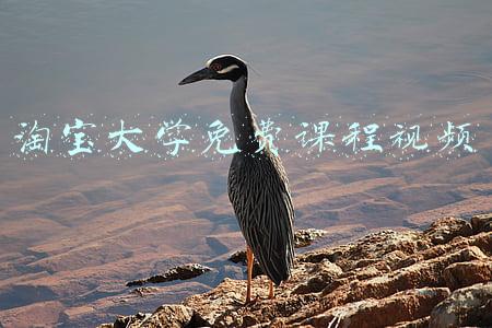 淘宝大学免费课程视频