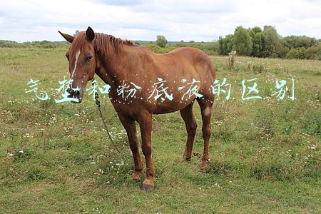 气垫和粉底液的区别