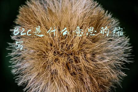 B2c是什么意思的缩写