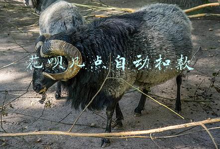 花呗几点自动扣款2021(为了测试忠诚，相亲还要办贷款？“红娘套路”太深)