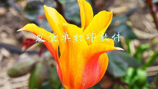 发货单打印软件
