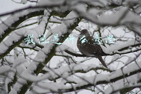 截流是什么意思
