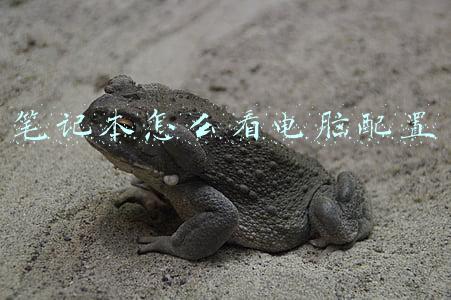 笔记本怎么看电脑配置