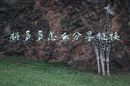 拼多多怎么分享链接