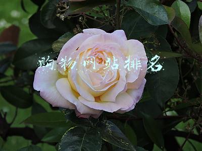 购物网站排名