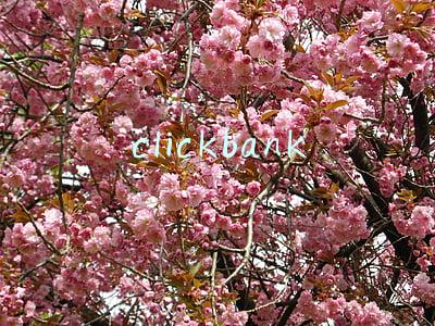 clickbank国内还能注册(血的教训，通过中国银行app查询个人征信报告需要多久)