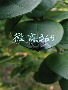 微商365