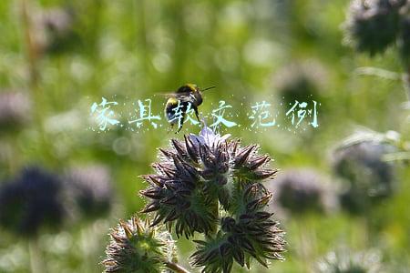 家具软文范例