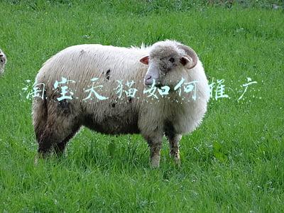 淘宝天猫如何推广