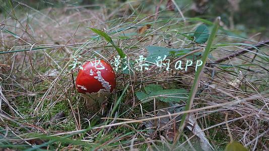 买电影票的app