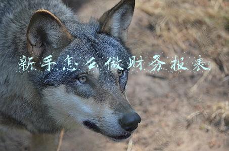 新手怎么做财务报表