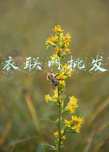 衣联网批发