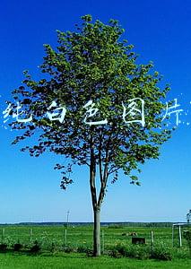 纯白色图片