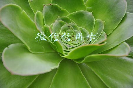 微信信用卡
