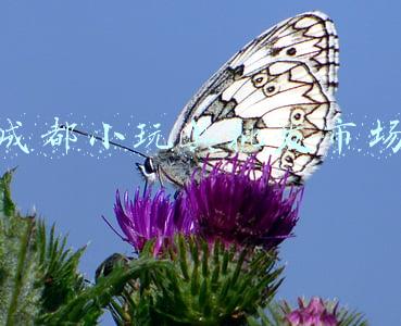 成都小玩具批发市场