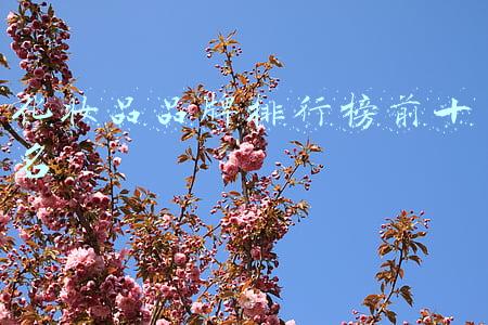 化妆品品牌排行榜前十名