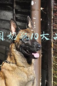 中国奶瓶10大品牌