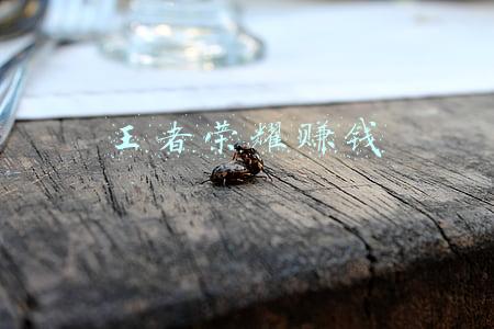 王者荣耀赚钱